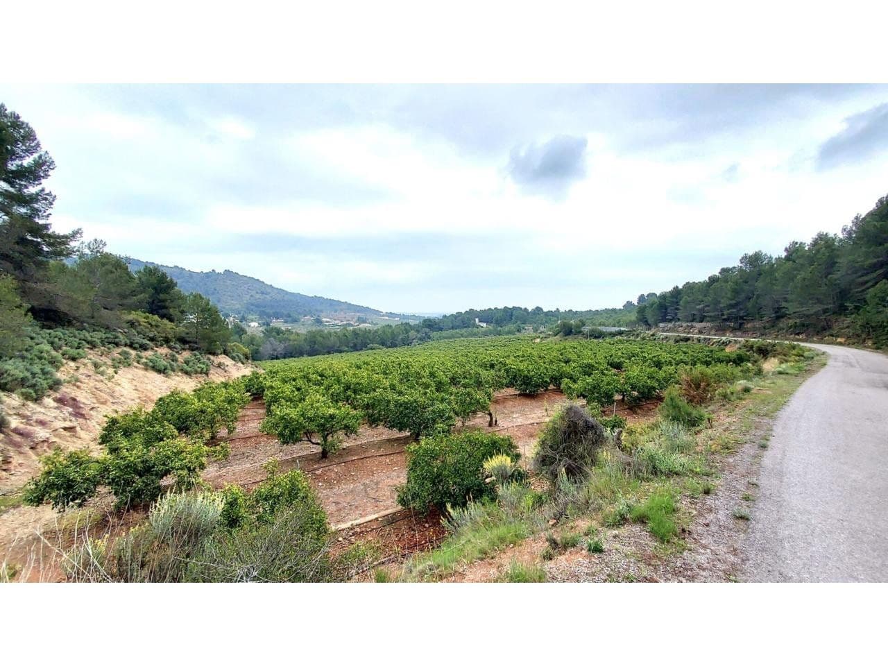 Finca rústica en Onda con naranjos en producción y riego - 2