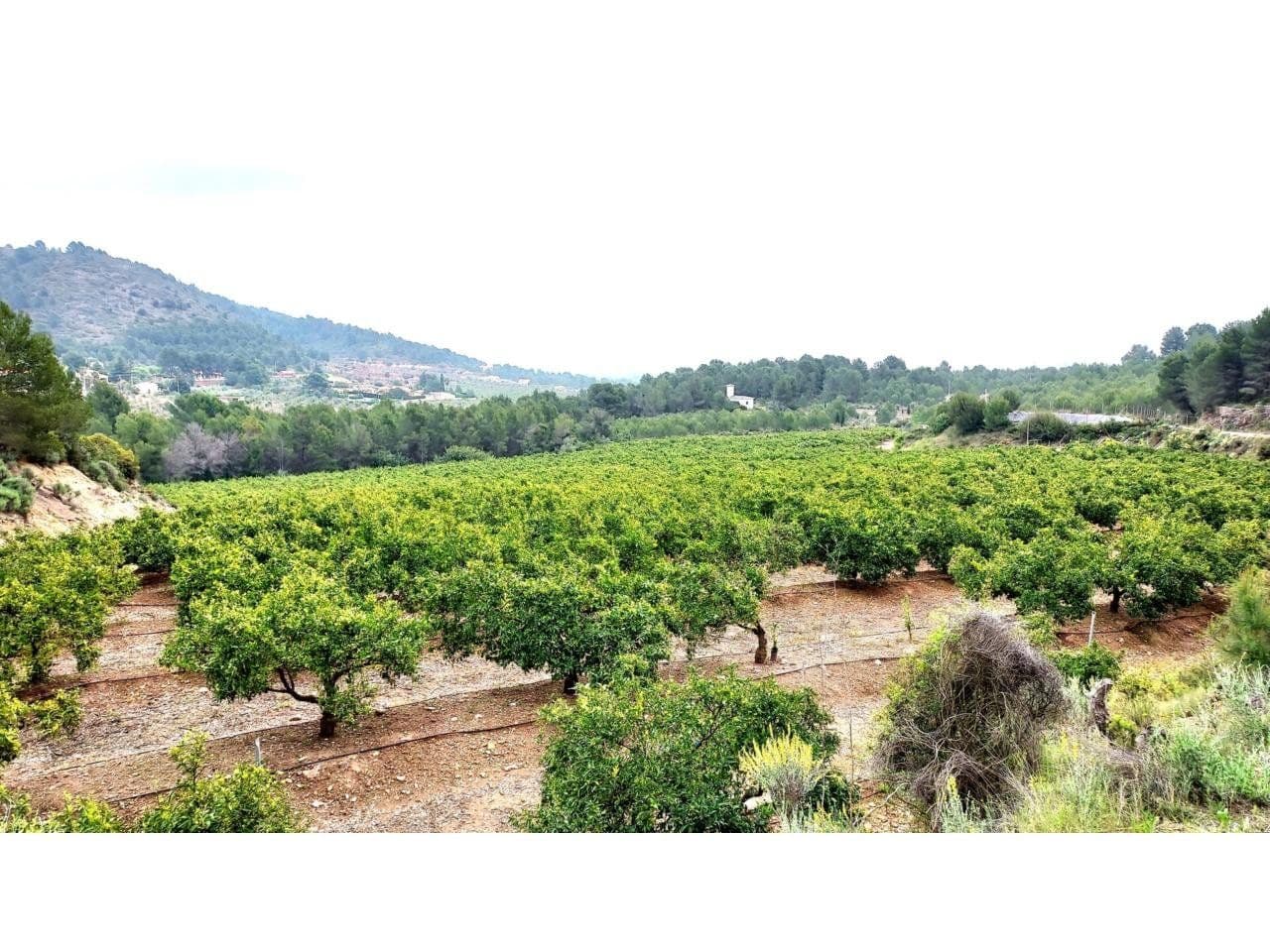 Finca rústica en Onda con naranjos en producción y riego - 4