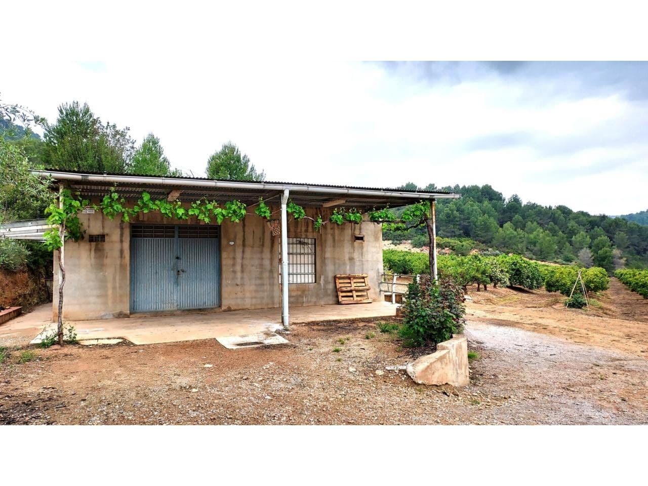 Finca rústica en Onda con naranjos en producción y riego - 5